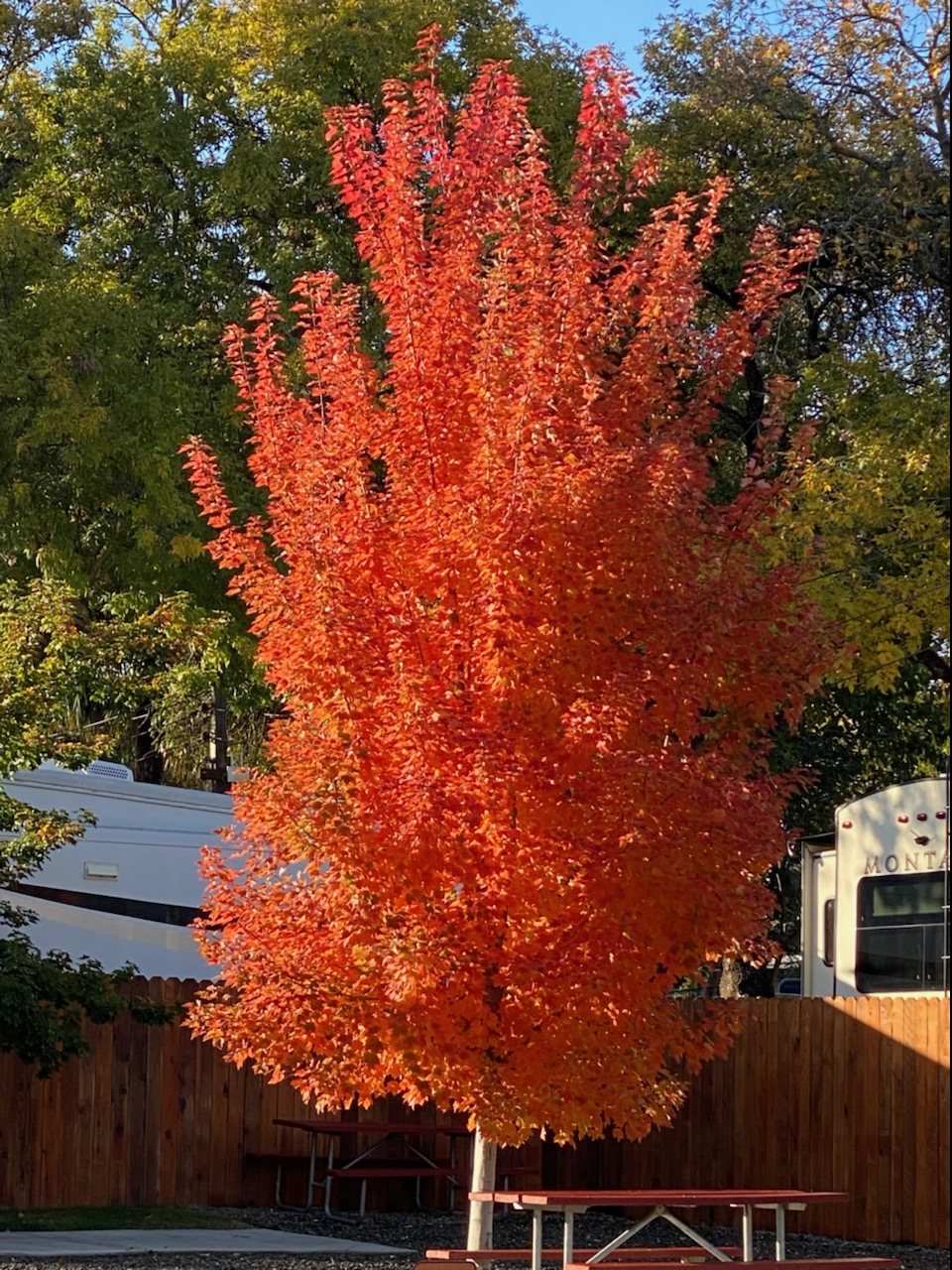 Sacramento Shade RV Park Tree